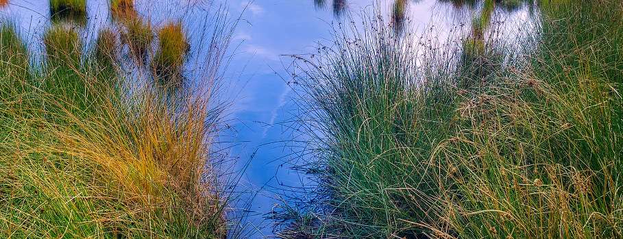 marais jard sur mer