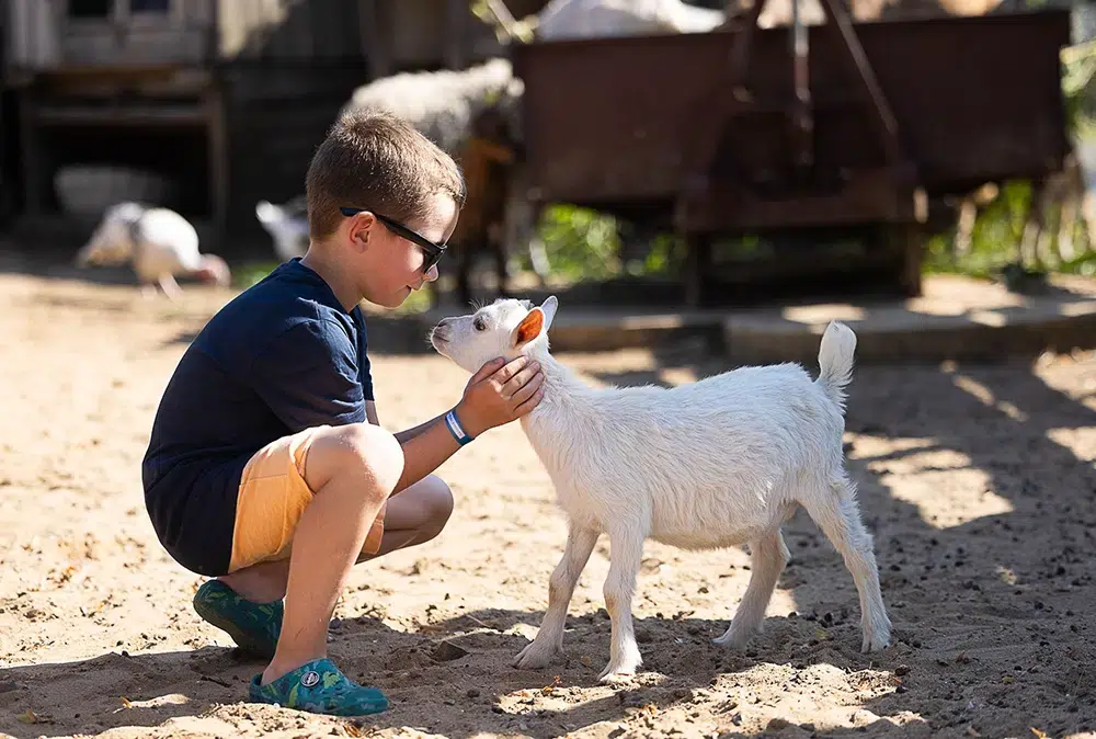 camping grand metairie avec mini ferme en vendee