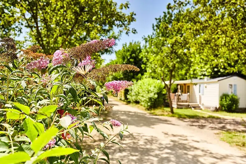 camping paradis grand metairie les allees arborees en vendee